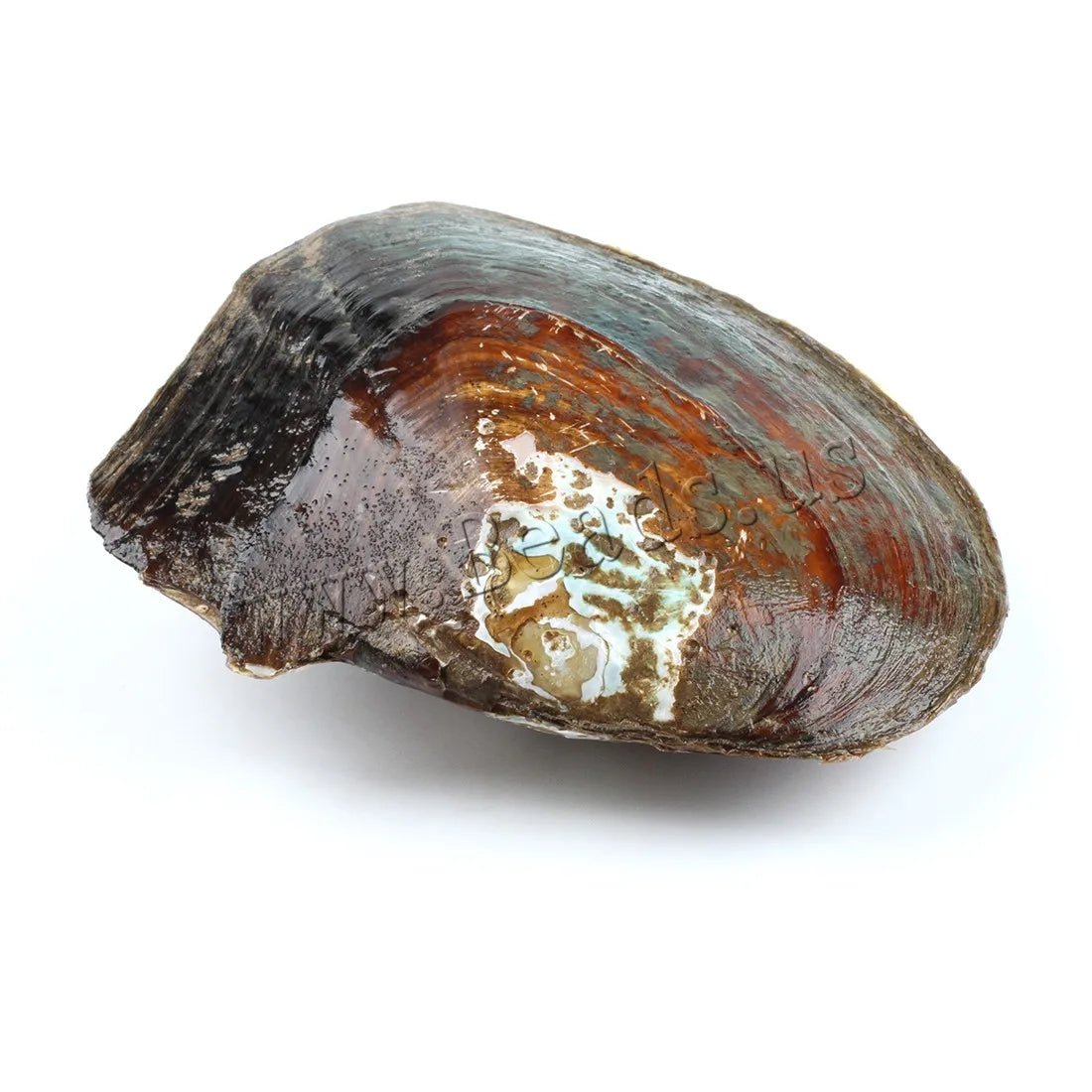 1pc Freshwater Cultured Love Wish Pearl Oyster 5-7mm Pearl Oyster With About 20-25 Pearls Jewelry DIY Accessories Special Gift