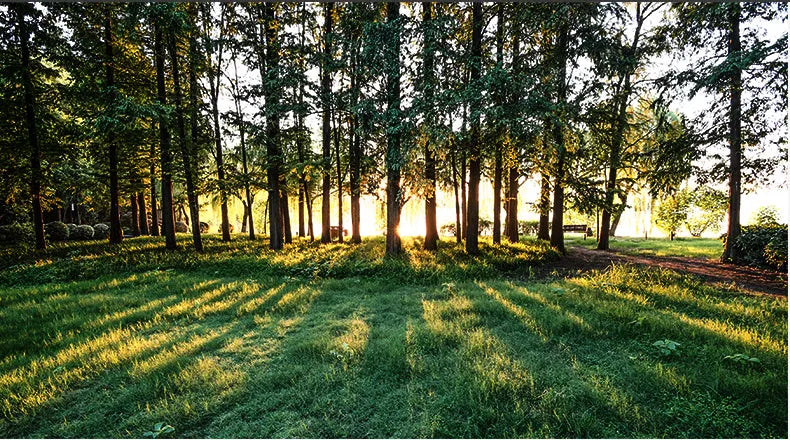 GIANXI 18CM/42CM Salad Hot Pot Chinese Chopsticks Chicken Wings Wood Fried BBQ Chopsticks Food Sushi Sticks Kitchen Bar Supplies - AMULET RING STORE