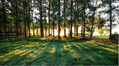 GIANXI 18CM/42CM Salad Hot Pot Chinese Chopsticks Chicken Wings Wood Fried BBQ Chopsticks Food Sushi Sticks Kitchen Bar Supplies - AMULET RING STORE