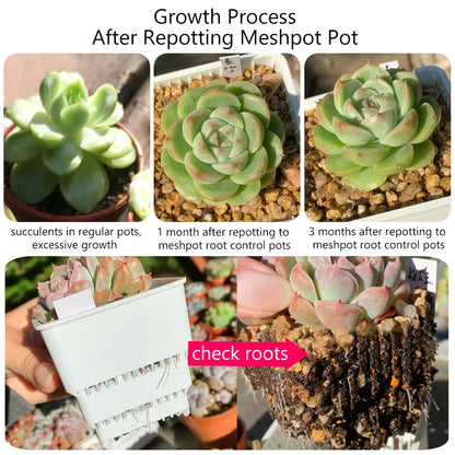 Meshpot Succulent Pots Succulent Planters with Tray Plastic Succulent Cactus Pot with holes Square Succulent Seedlings Pot Match - AMULET RING STORE